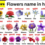 Flowers Name in Hindi हिंदी में